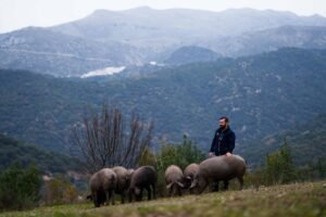 Cerdos comiendo bellota en dehesa de Langenal ubicada en el Valle del Genal.
